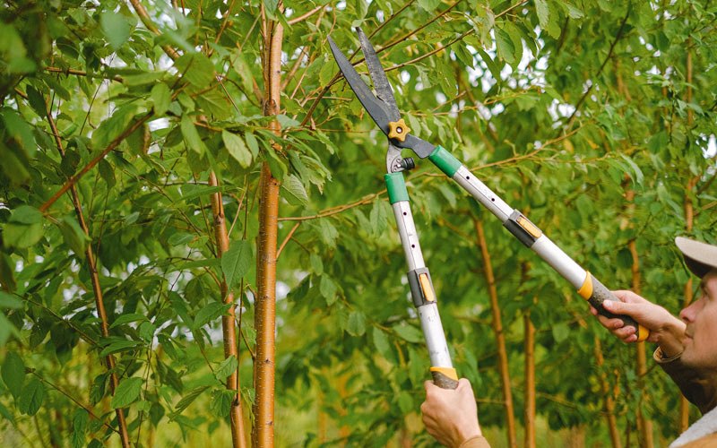 Tree trimming in Blackfoot, ID